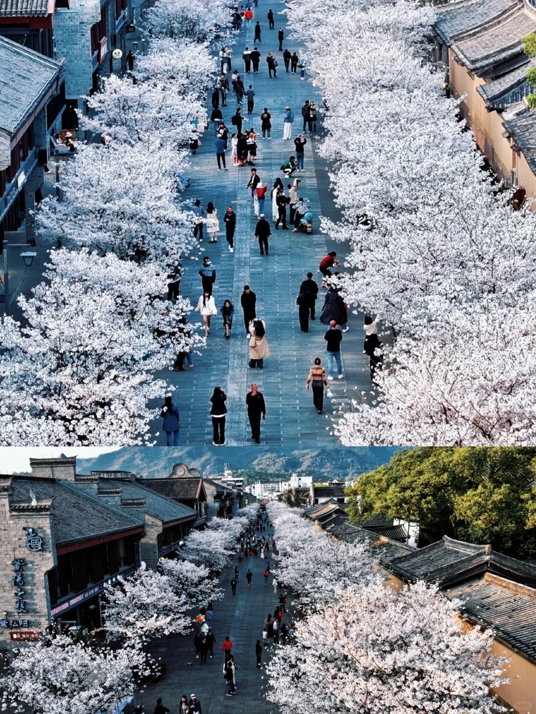 🌈台州｜3-4月来真的很香，人少景美！