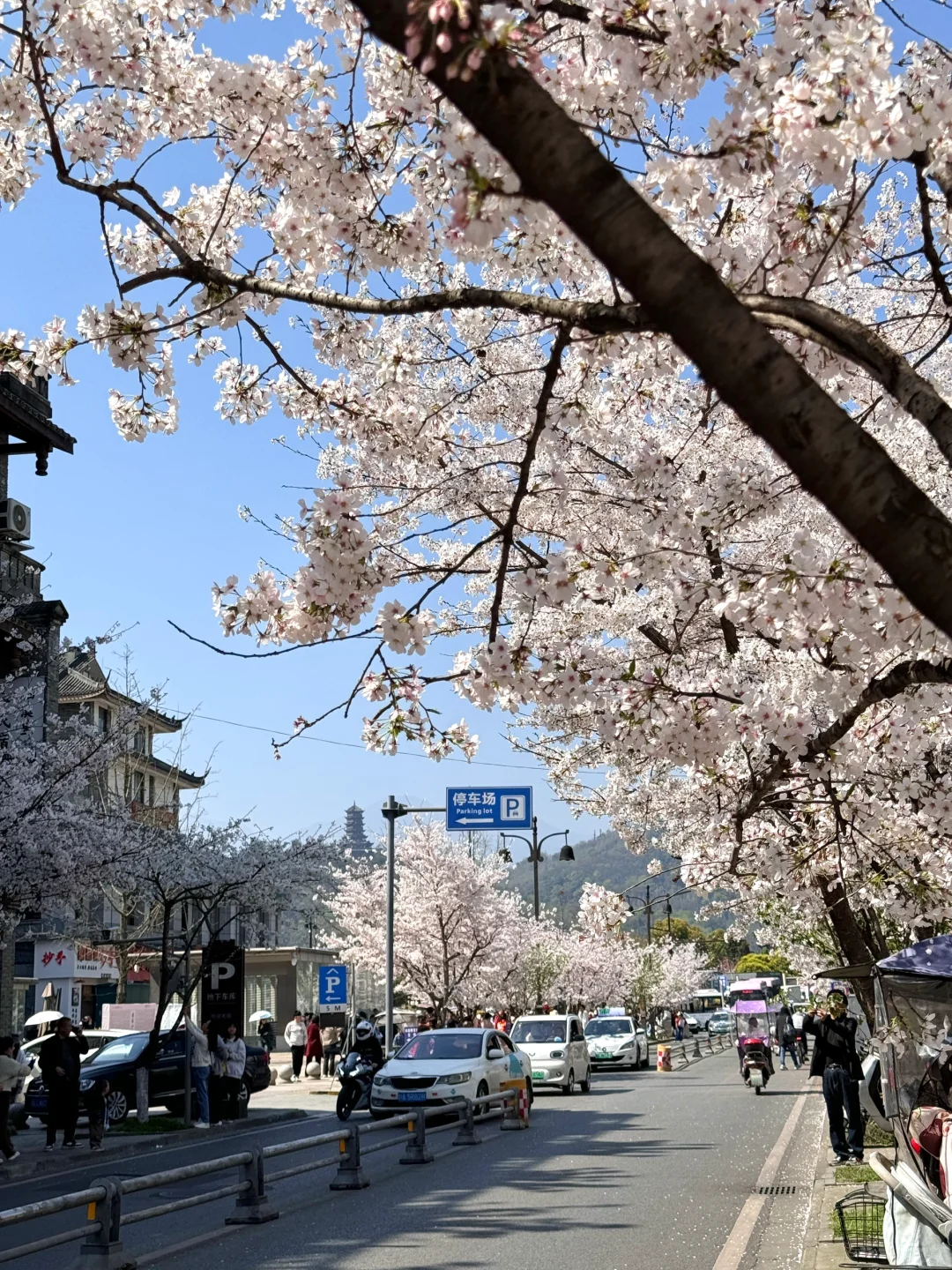 都江堰今天美哭了！！！！！！！