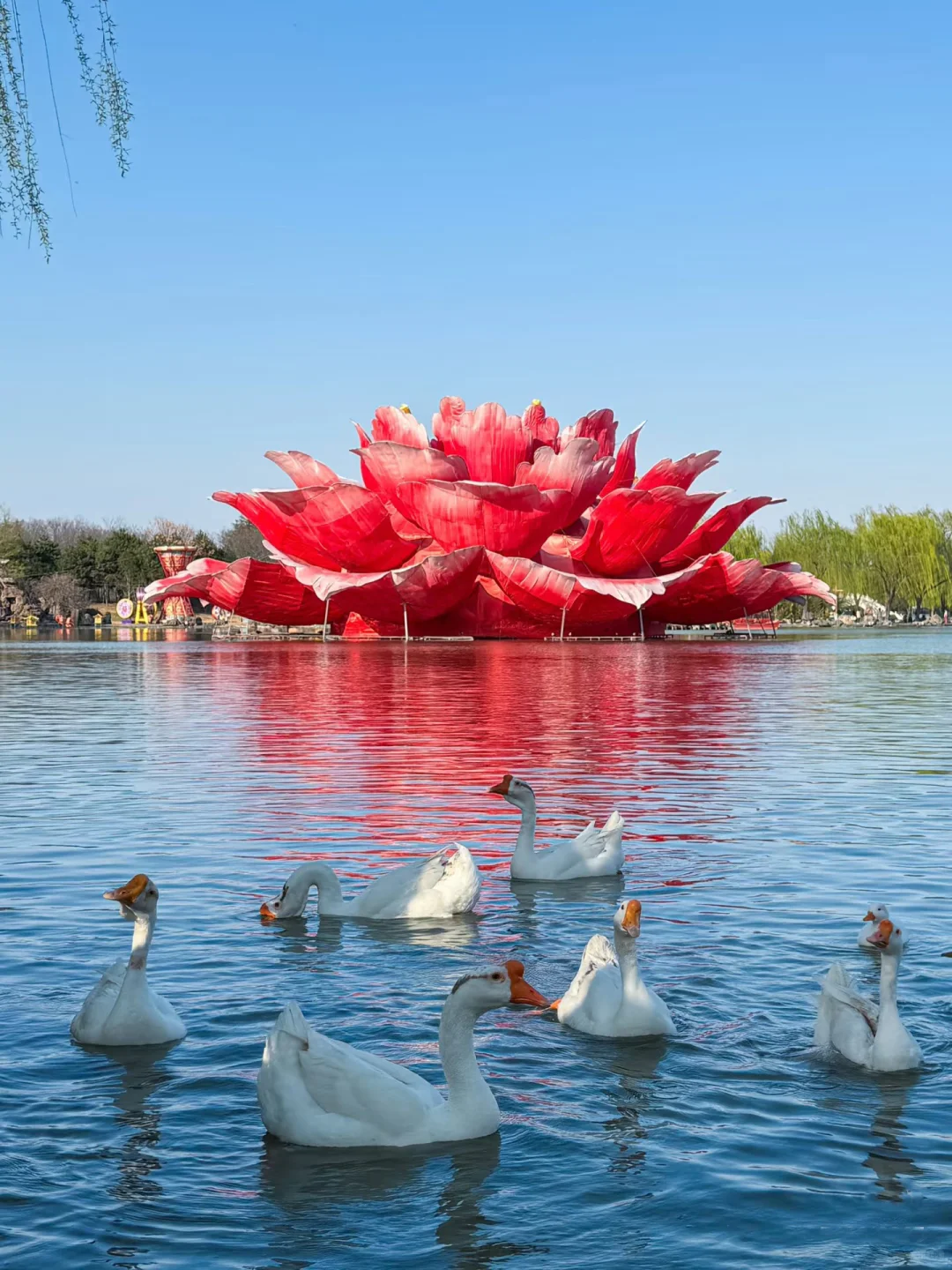 王一博的家乡记忆！洛阳真的太漂亮了！