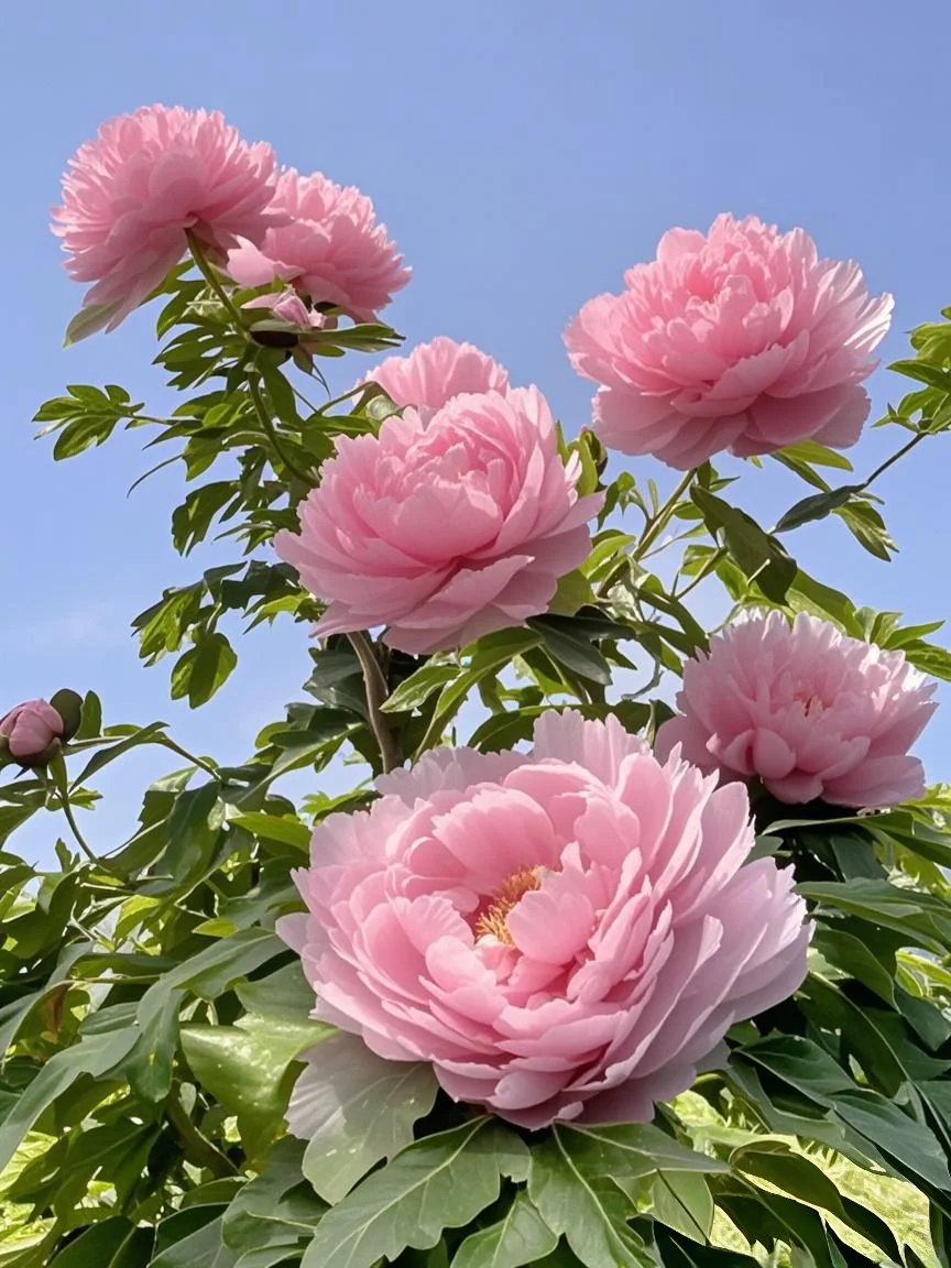 2025洛阳牡丹花会｜洛阳赏花最佳时间