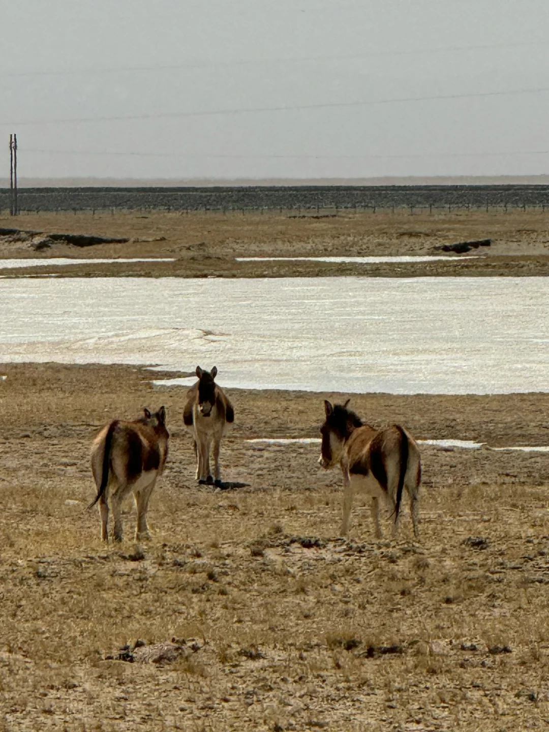 可可西里旅游包车评车找我
