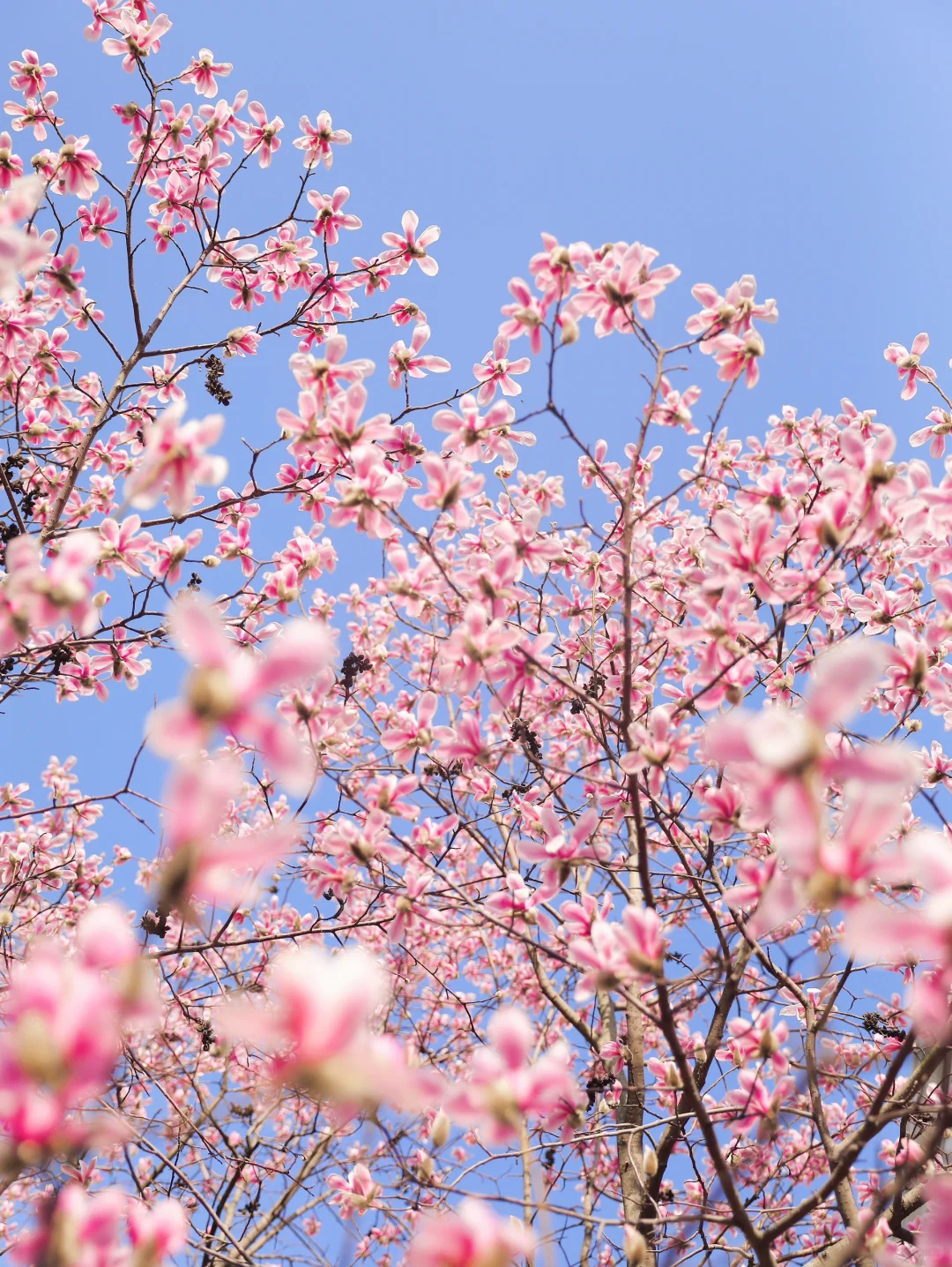 下个月的苏州，值得你专门来一趟……