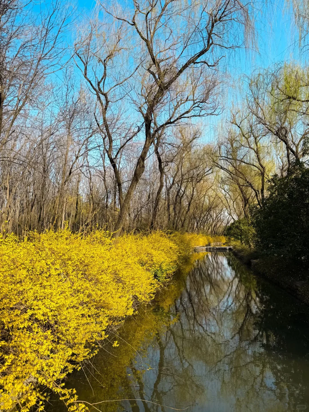 王一博的家乡记忆！洛阳真的太漂亮了！