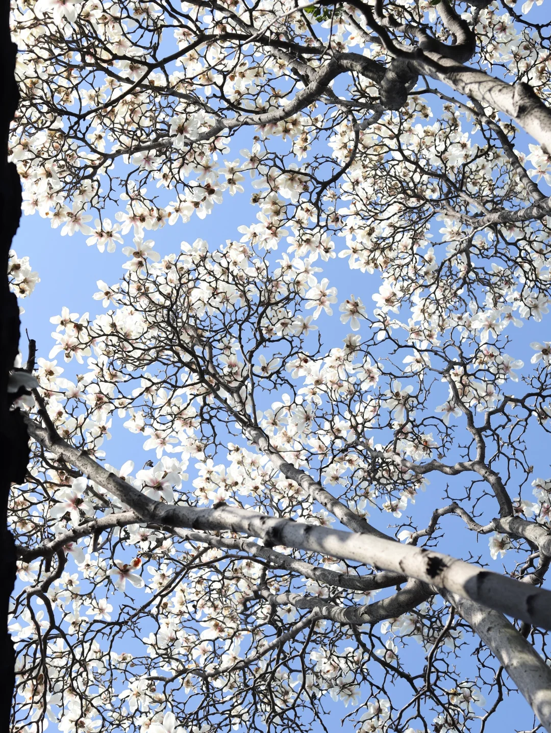 下个月的苏州，值得你专门来一趟……