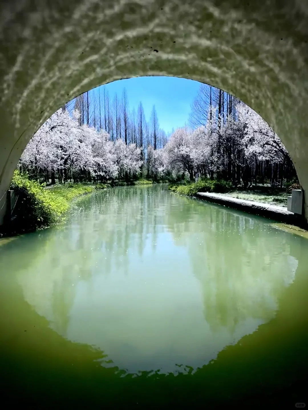 王一博的家乡记忆！洛阳真的太漂亮了！