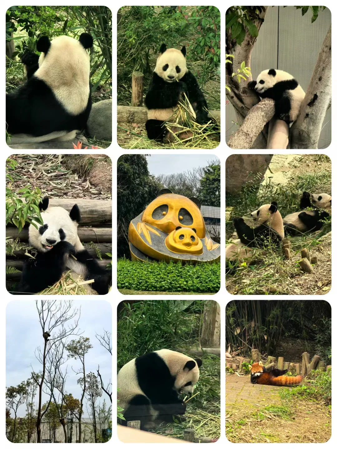 成都七天六夜旅游攻略。纯个人分享（上）