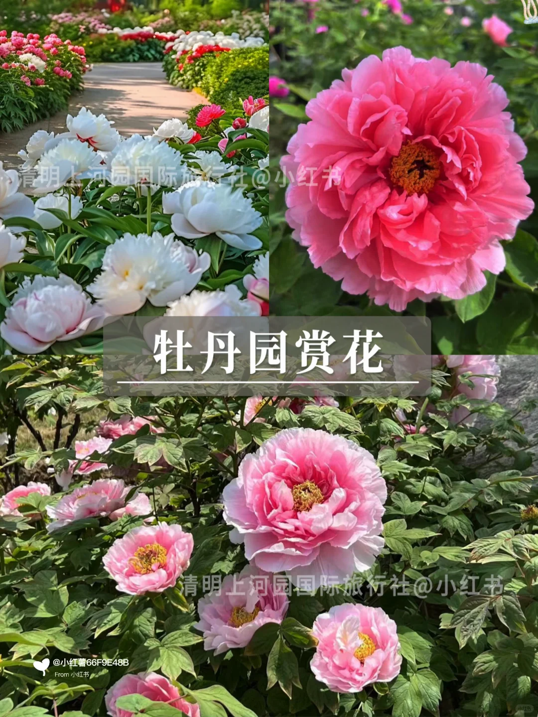 洛阳本地人说的大实话💢码住备用，重点多