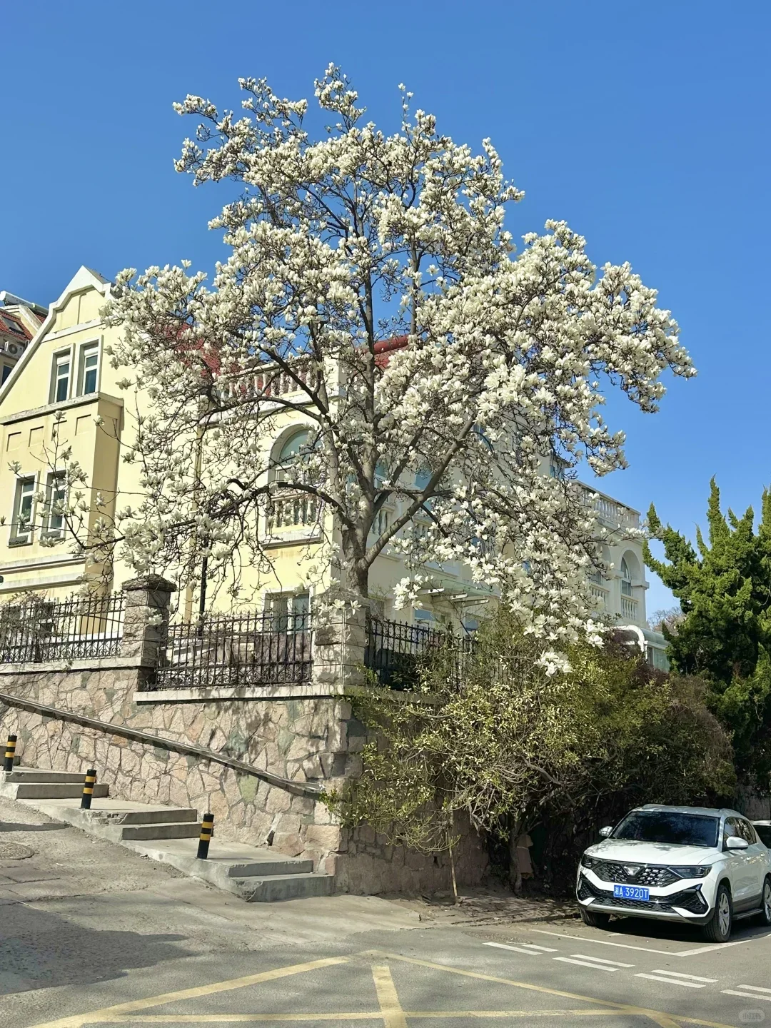 3-5月的青岛真的是人生理想。。。