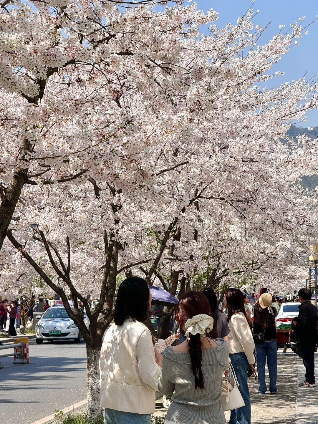 都江堰今天美哭了！！！！！！！