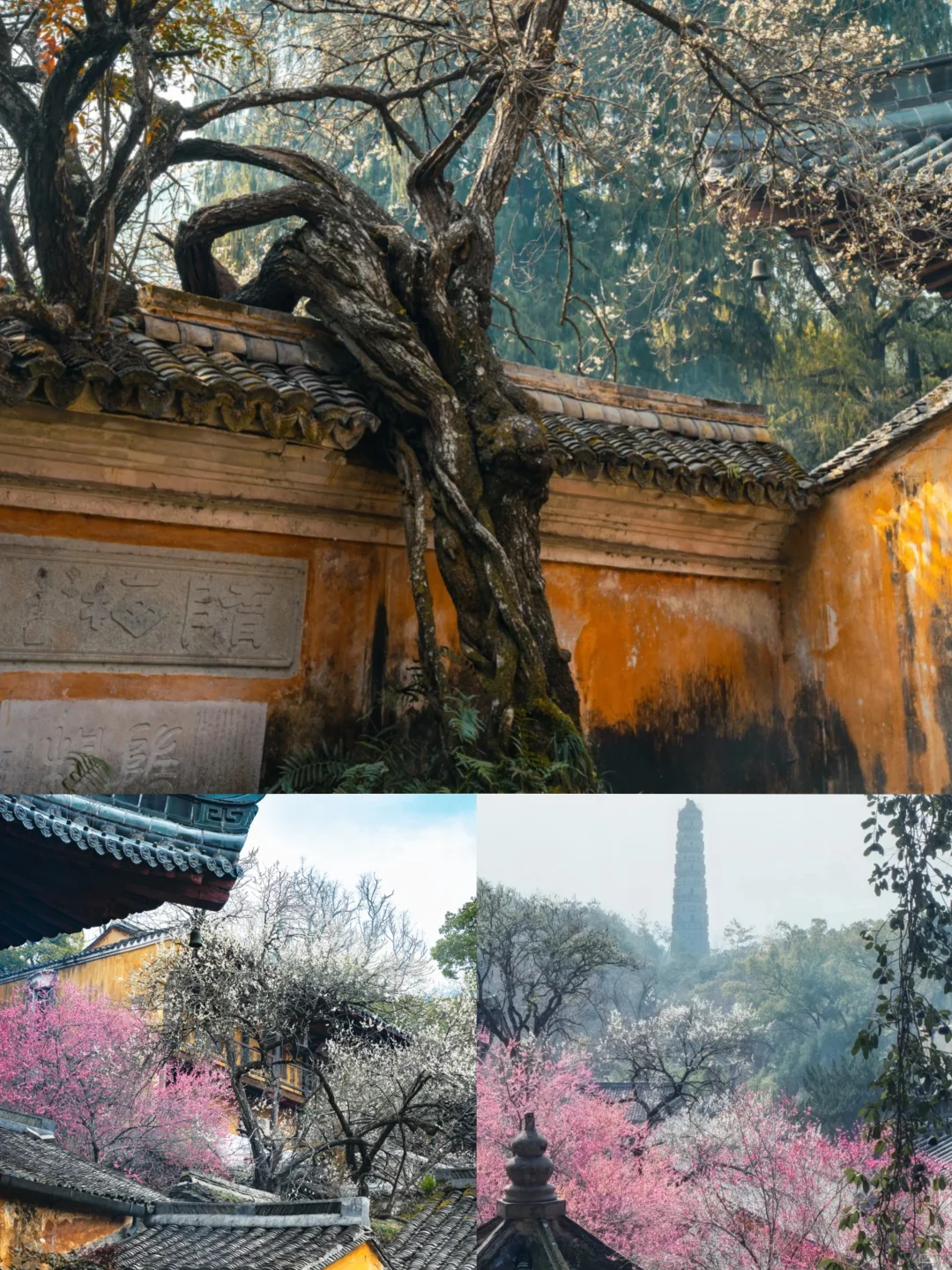 🌈台州｜3-4月来真的很香，人少景美！