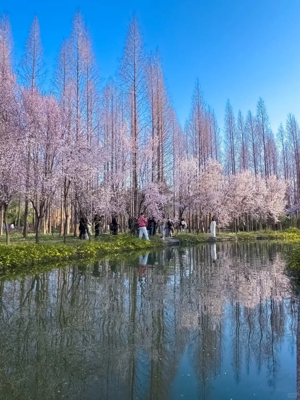 王一博的家乡记忆！洛阳真的太漂亮了！