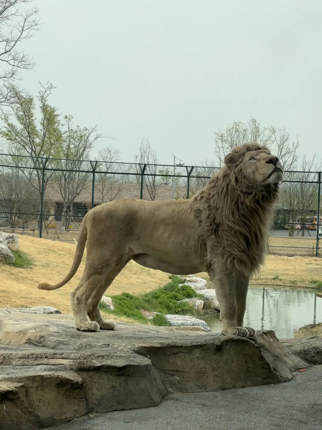 徐州｜九顶山野生动物园🦒旅游攻略来喽‼️