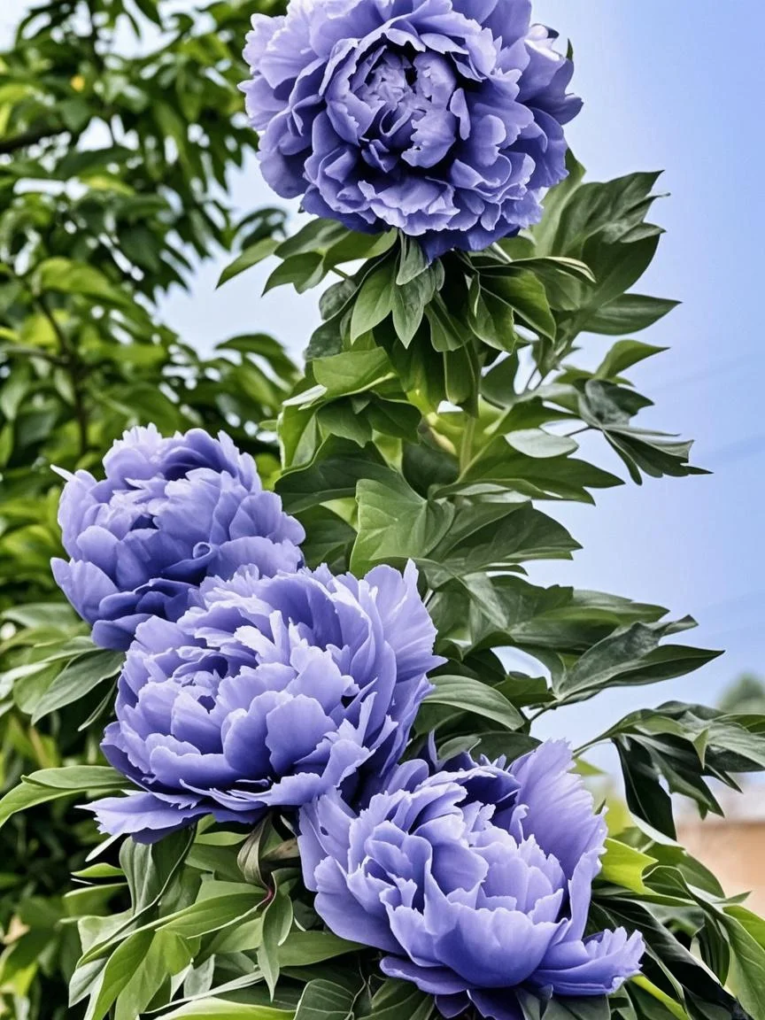 2025洛阳牡丹花会｜洛阳赏花最佳时间