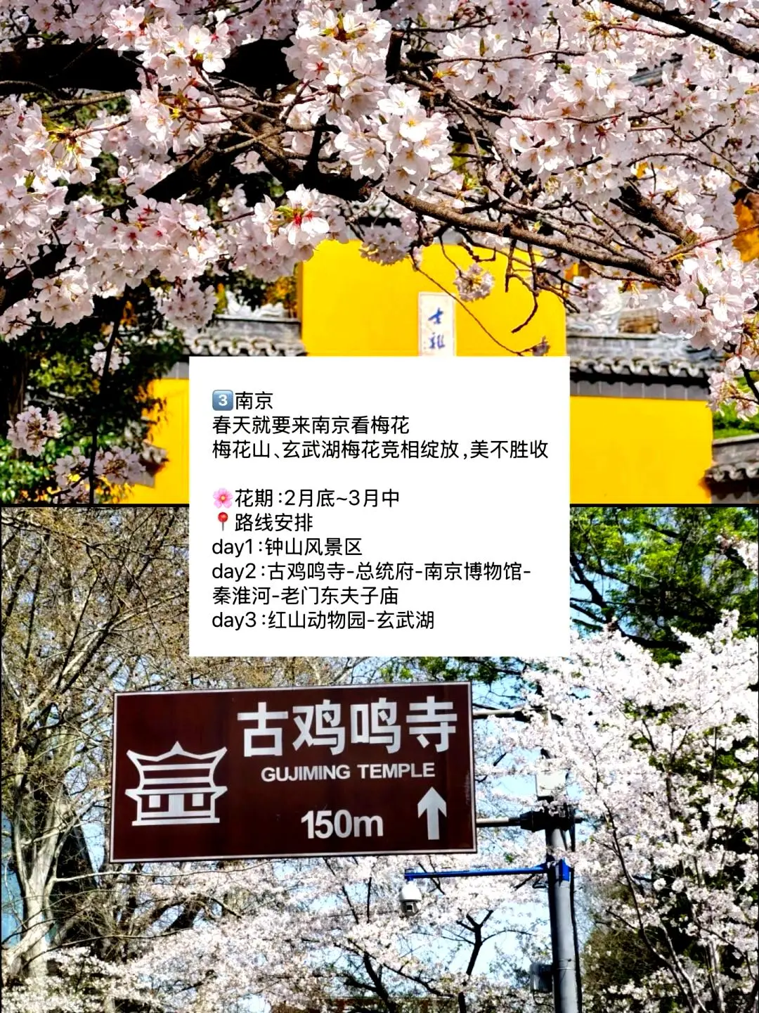 春游好去处🌼适合三到四月踏青的九座城市