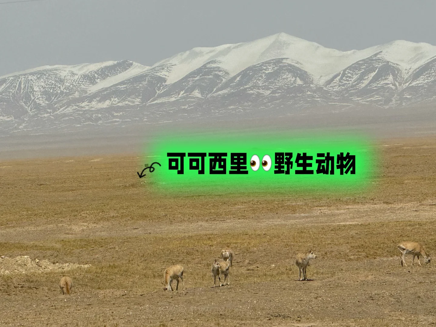 可可西里旅游包车评车找我