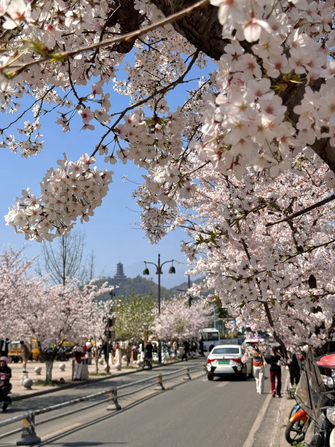 都江堰今天美哭了！！！！！！！