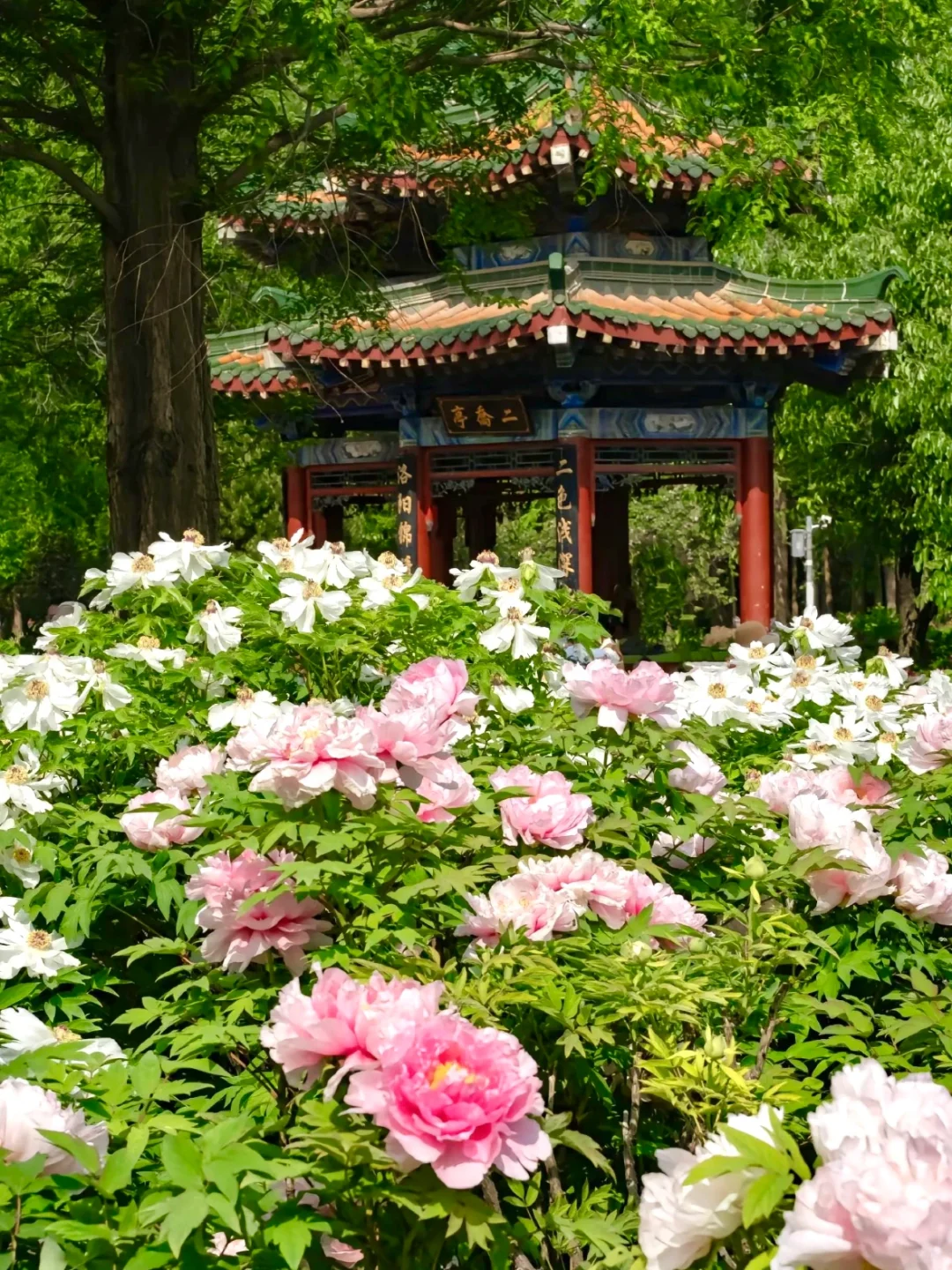 【洛阳48小时】人均300+攻略来啦！