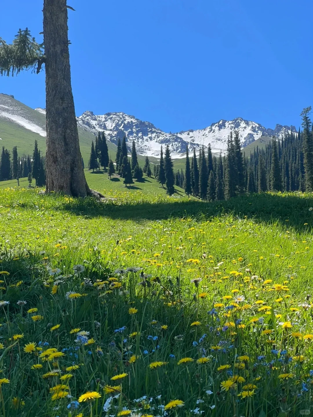 反向旅游｜5月就去新疆，别等6月人挤人
