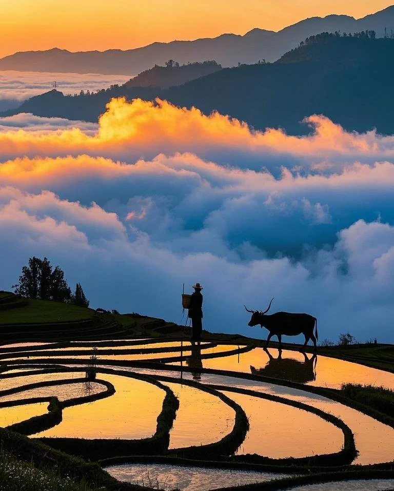 🌸3月旅行天花板！国内+境外保姆级攻略