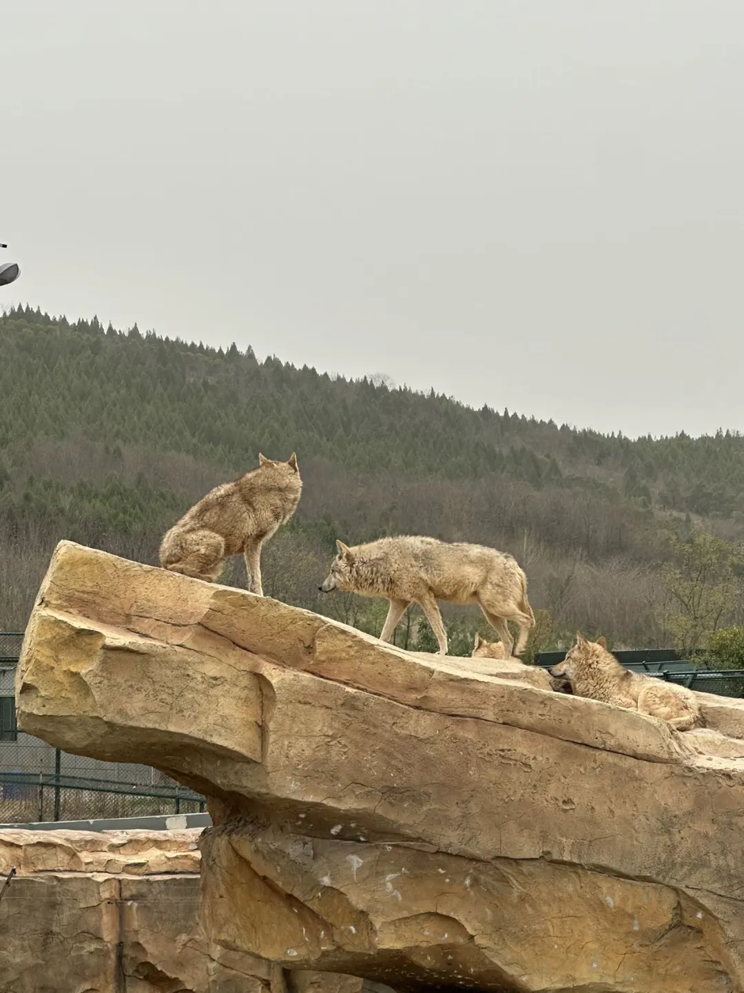 徐州｜九顶山野生动物园🦒旅游攻略来喽‼️