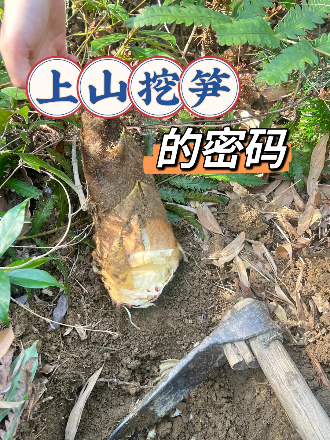 苏州春日挖笋地图｜把春天带回家