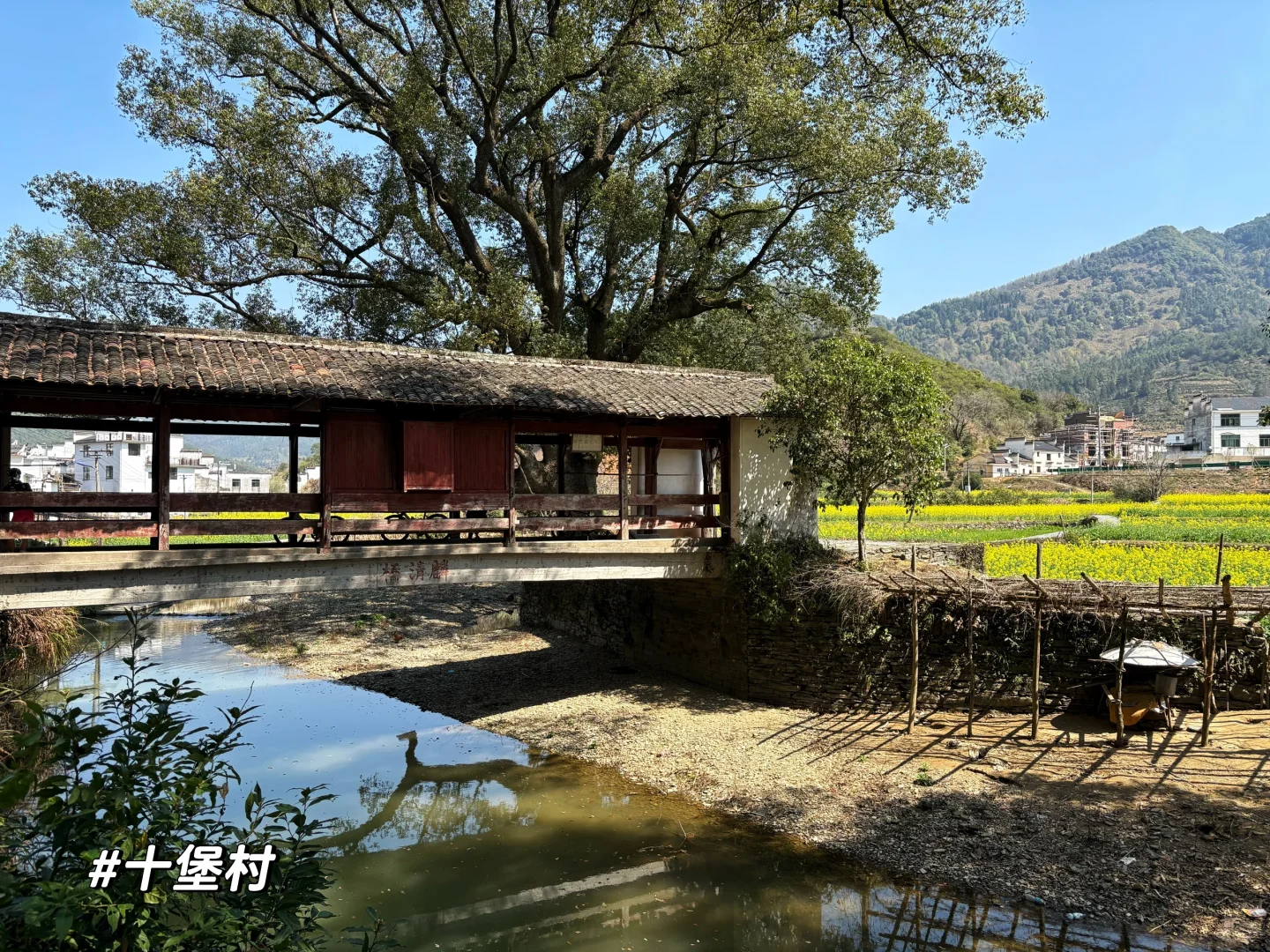 一日看尽婺源花:油菜花海骑游全攻略