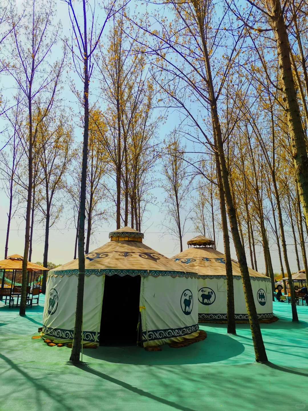 邯郸周边游：金沙河红薯岭万亩油菜花