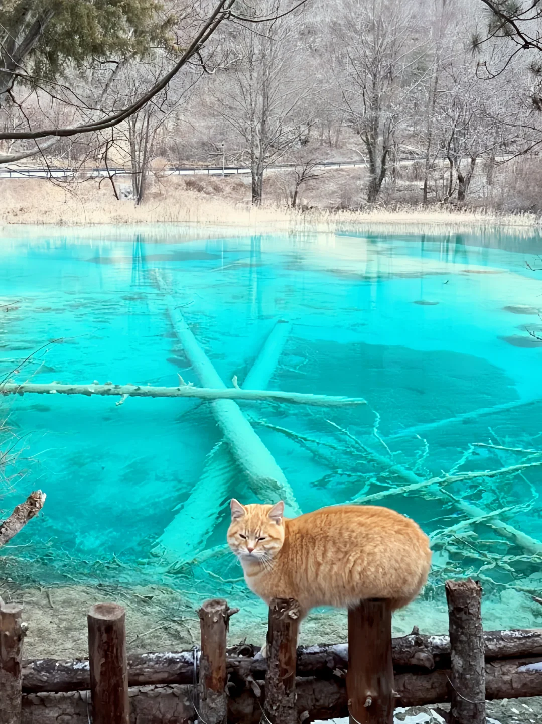 3.20|九寨沟现状!!闯入了动物世界,附攻略