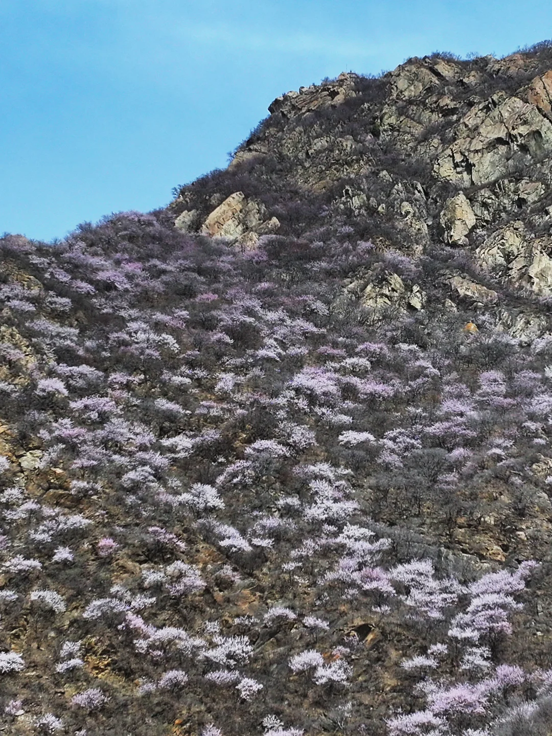 3.23实拍 | 在房山，幽岚山深处的桃花源！