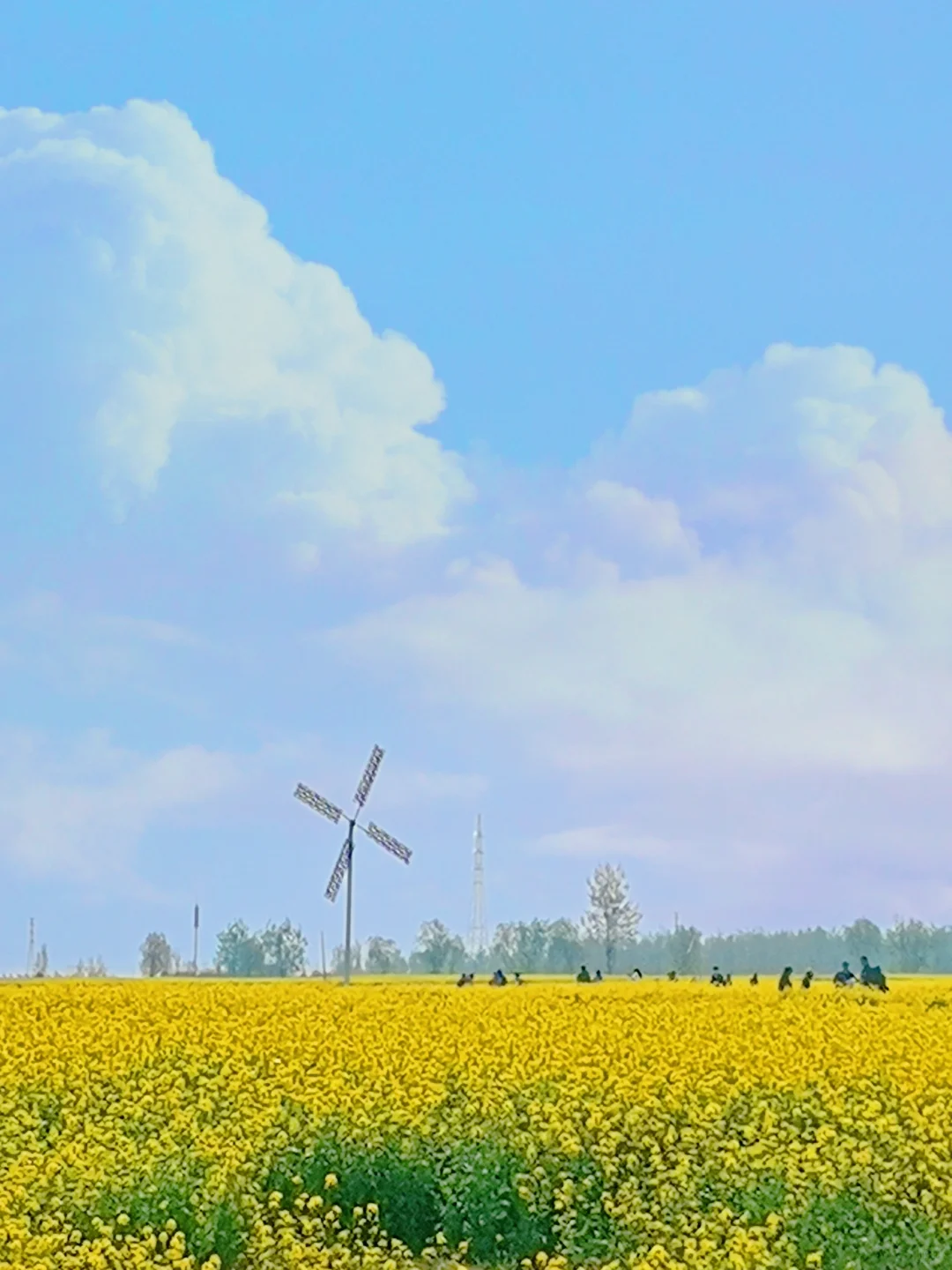 邯郸周边游：金沙河红薯岭万亩油菜花