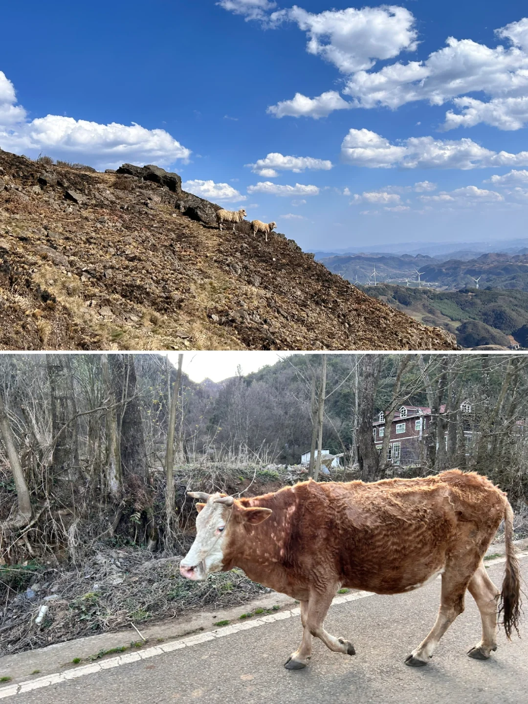 没遇到景区最美的时候怎么办