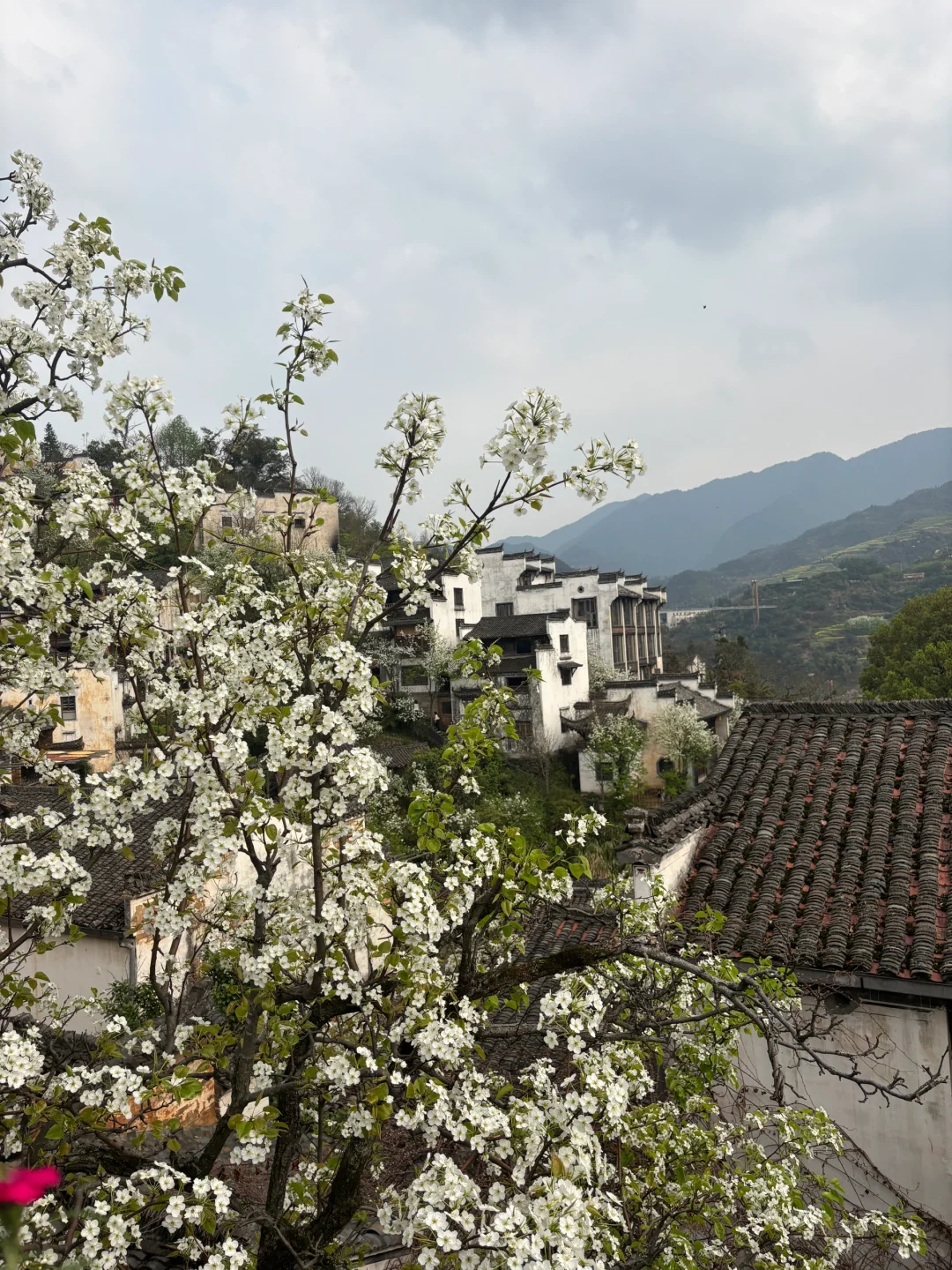 📍婺源·篁岭🌼晒个春🌿🍃