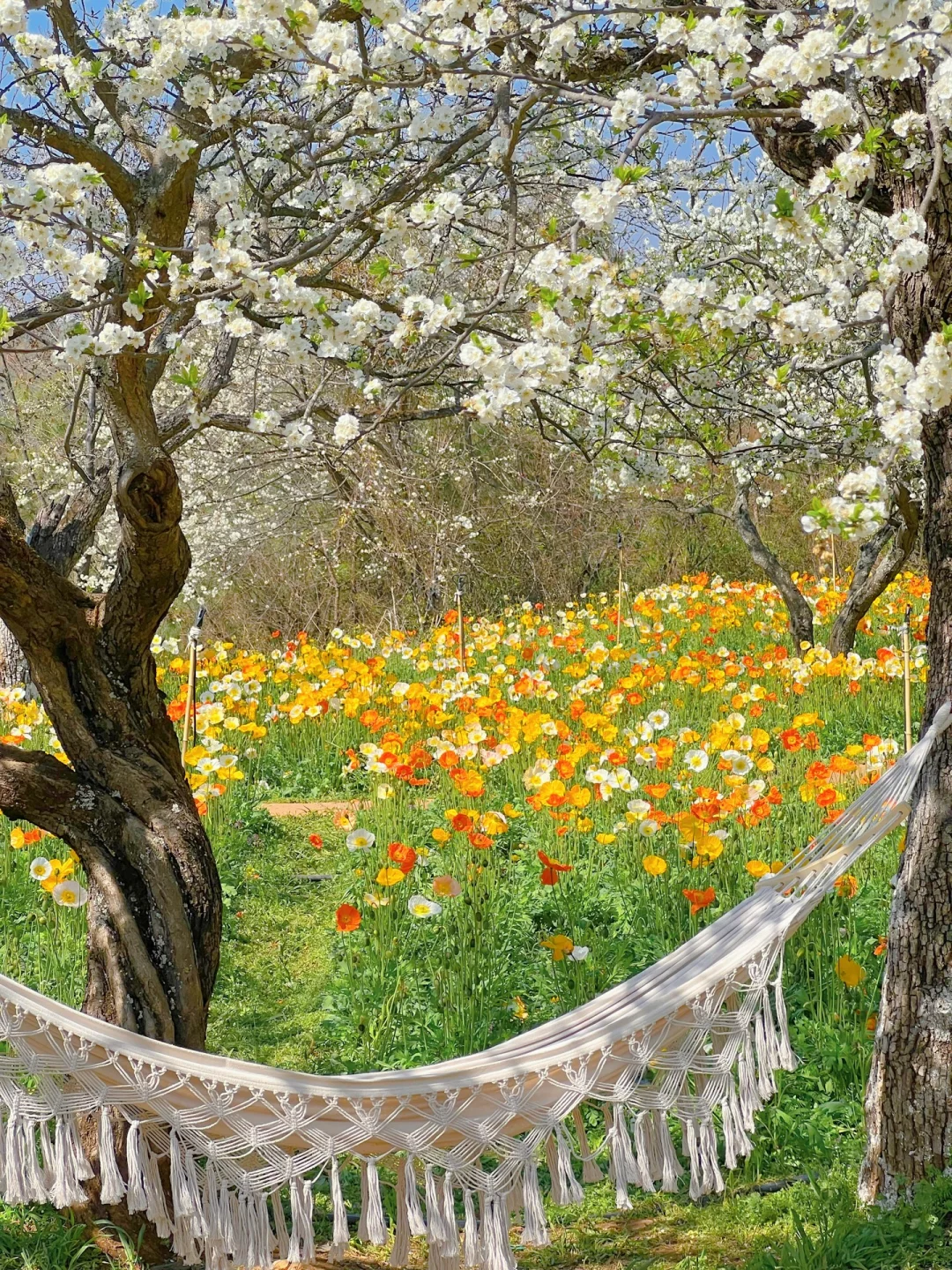 昆明蕞伟大的春日限定！！！震撼全国🥹🥹…