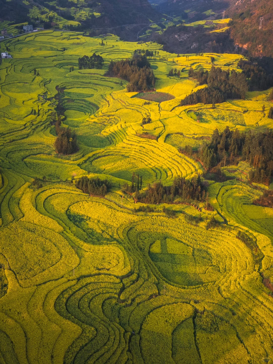 🌼云南罗平的三月，如同闯入画中