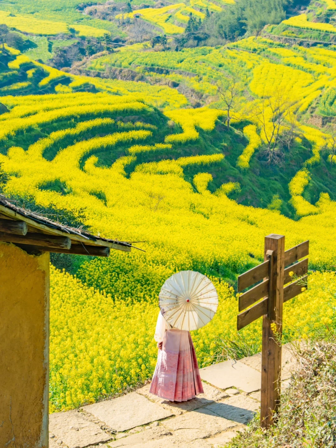 接下来的婺源篁岭🌼是漫山遍野的油菜花海‼️