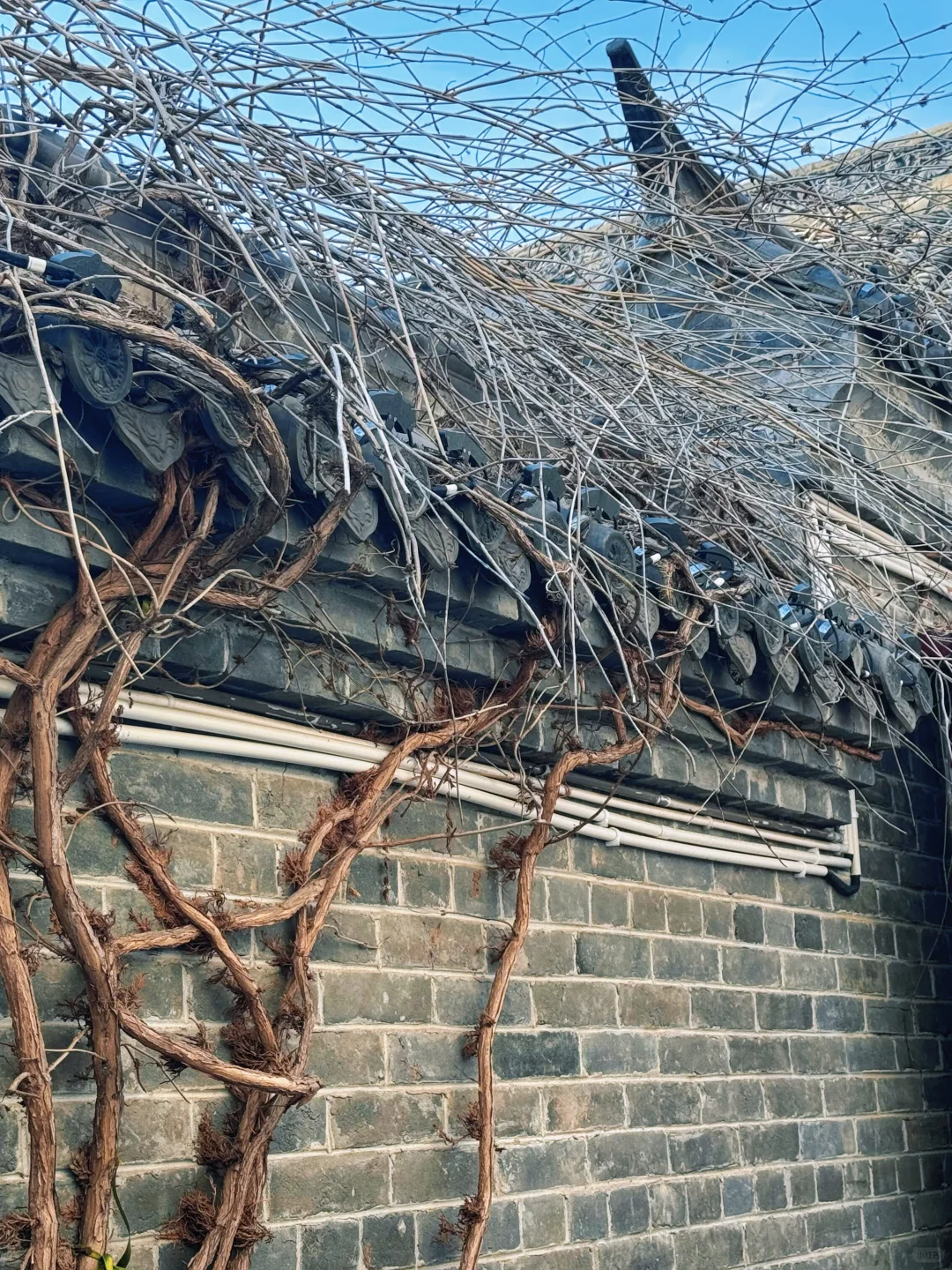 在亳州寻找历史踪影