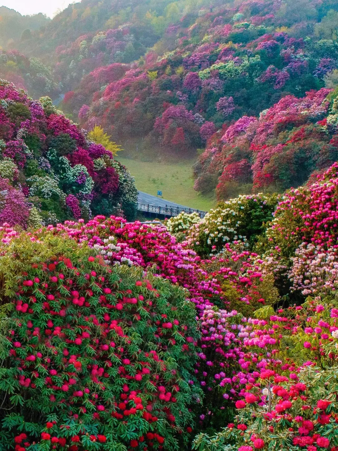 2025百里杜鹃花即将全面盛开🌺