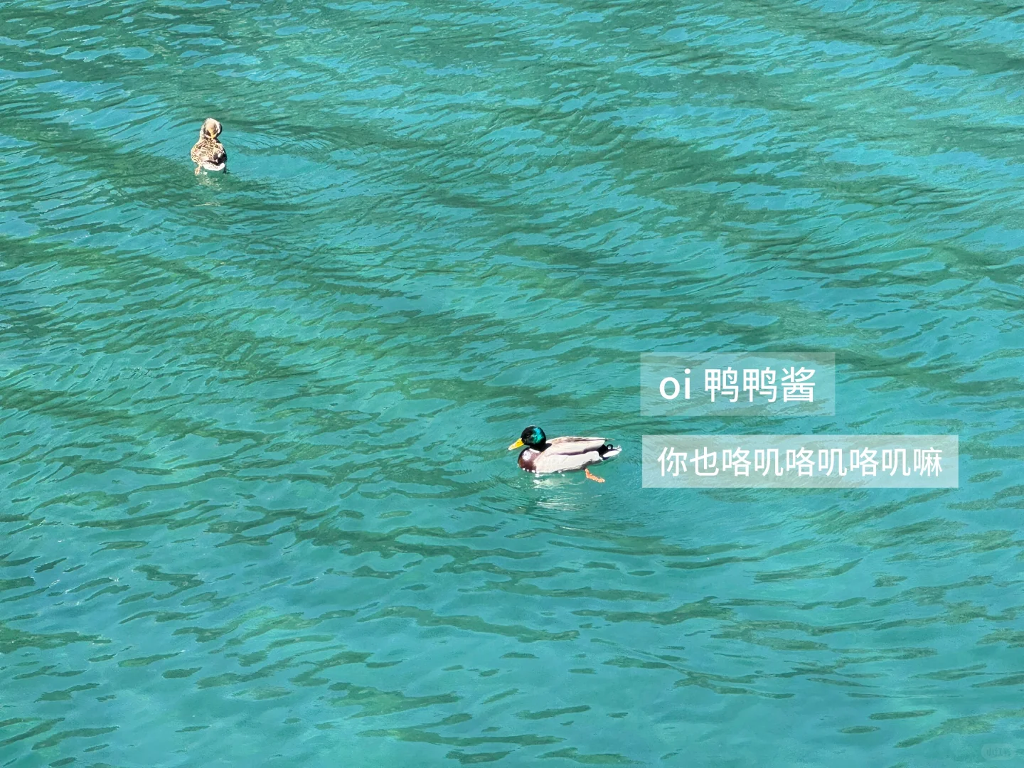 你一句青春没有售价…