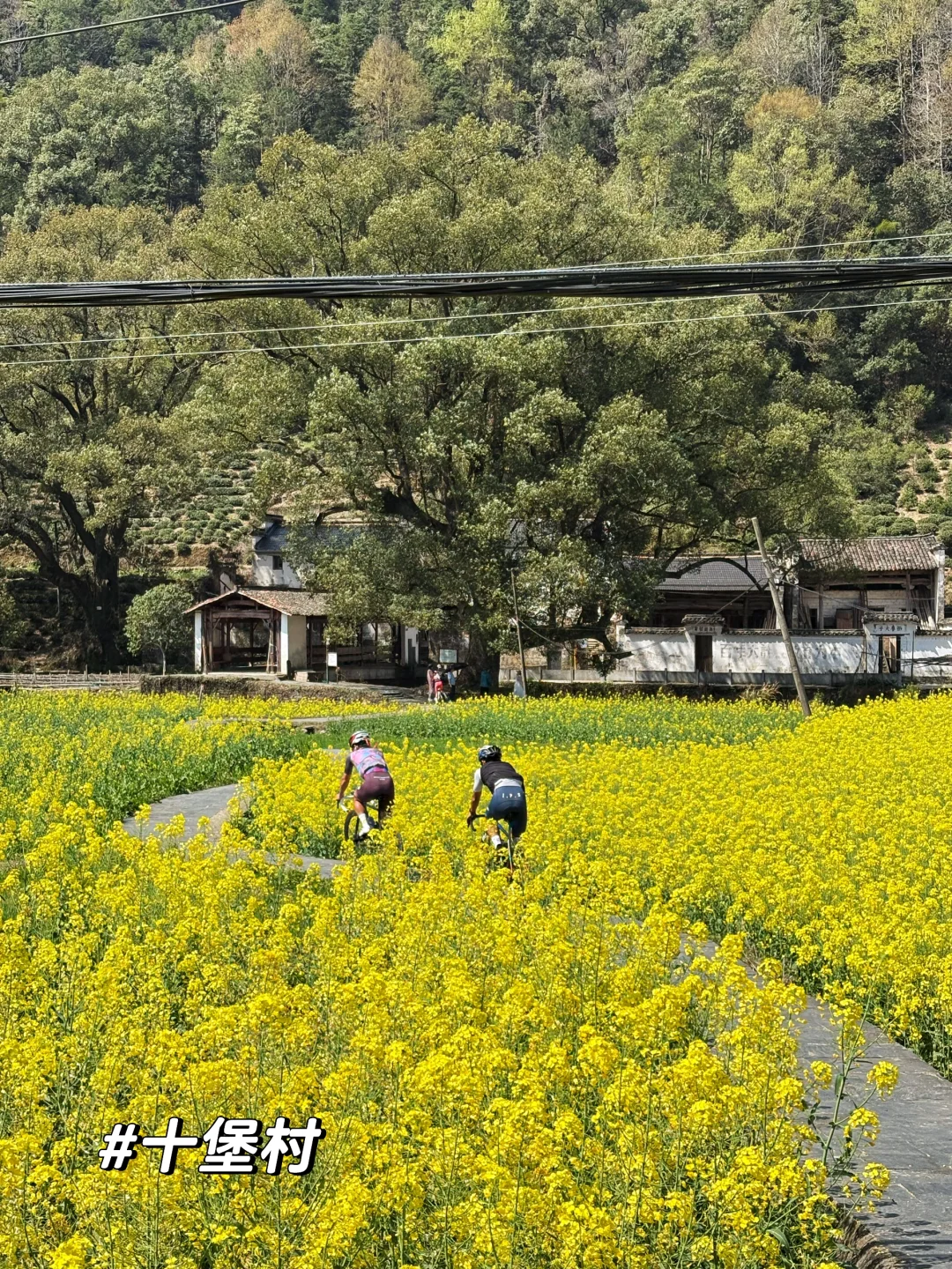 一日看尽婺源花:油菜花海骑游全攻略