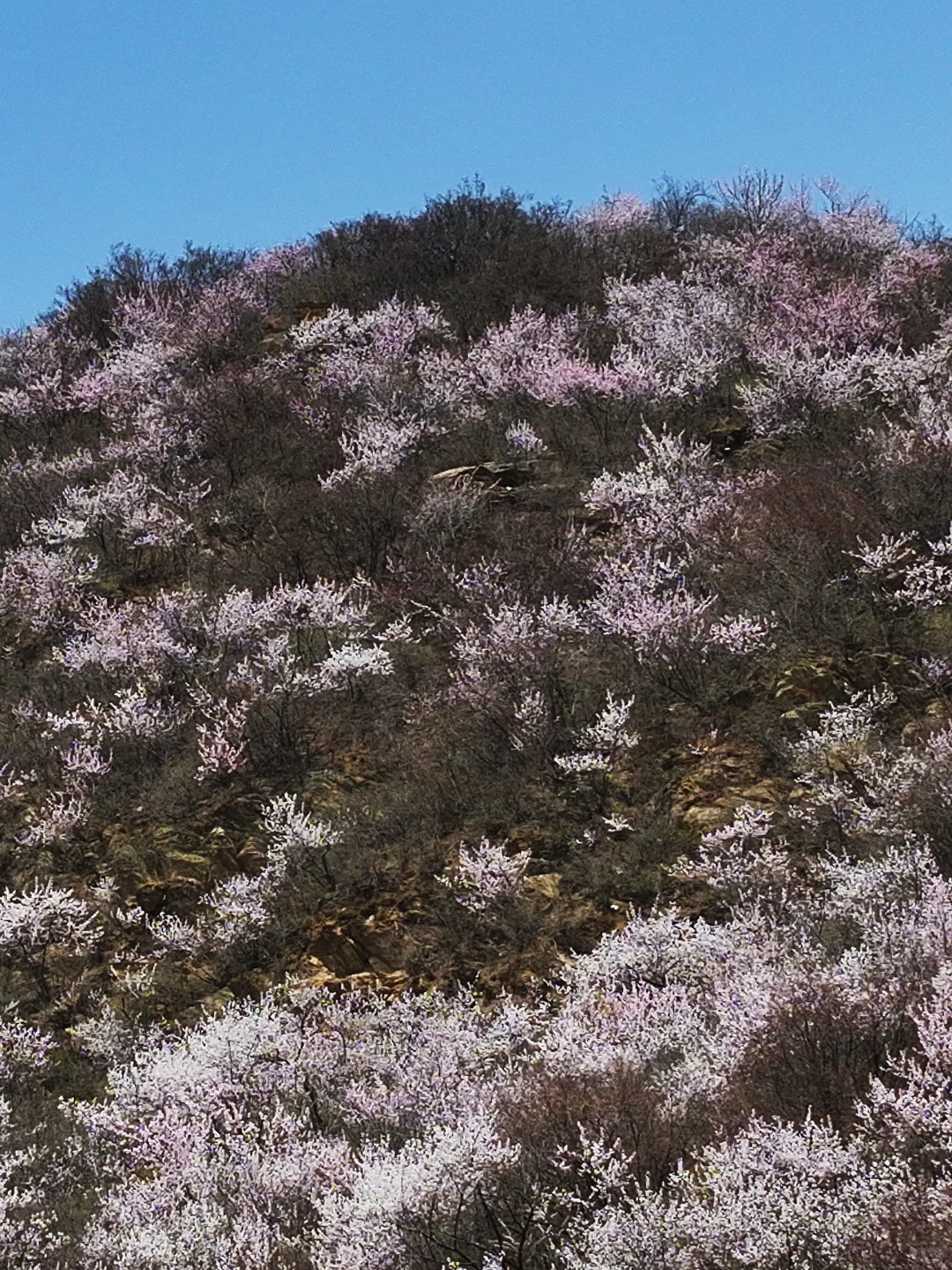3.23实拍 | 在房山，幽岚山深处的桃花源！
