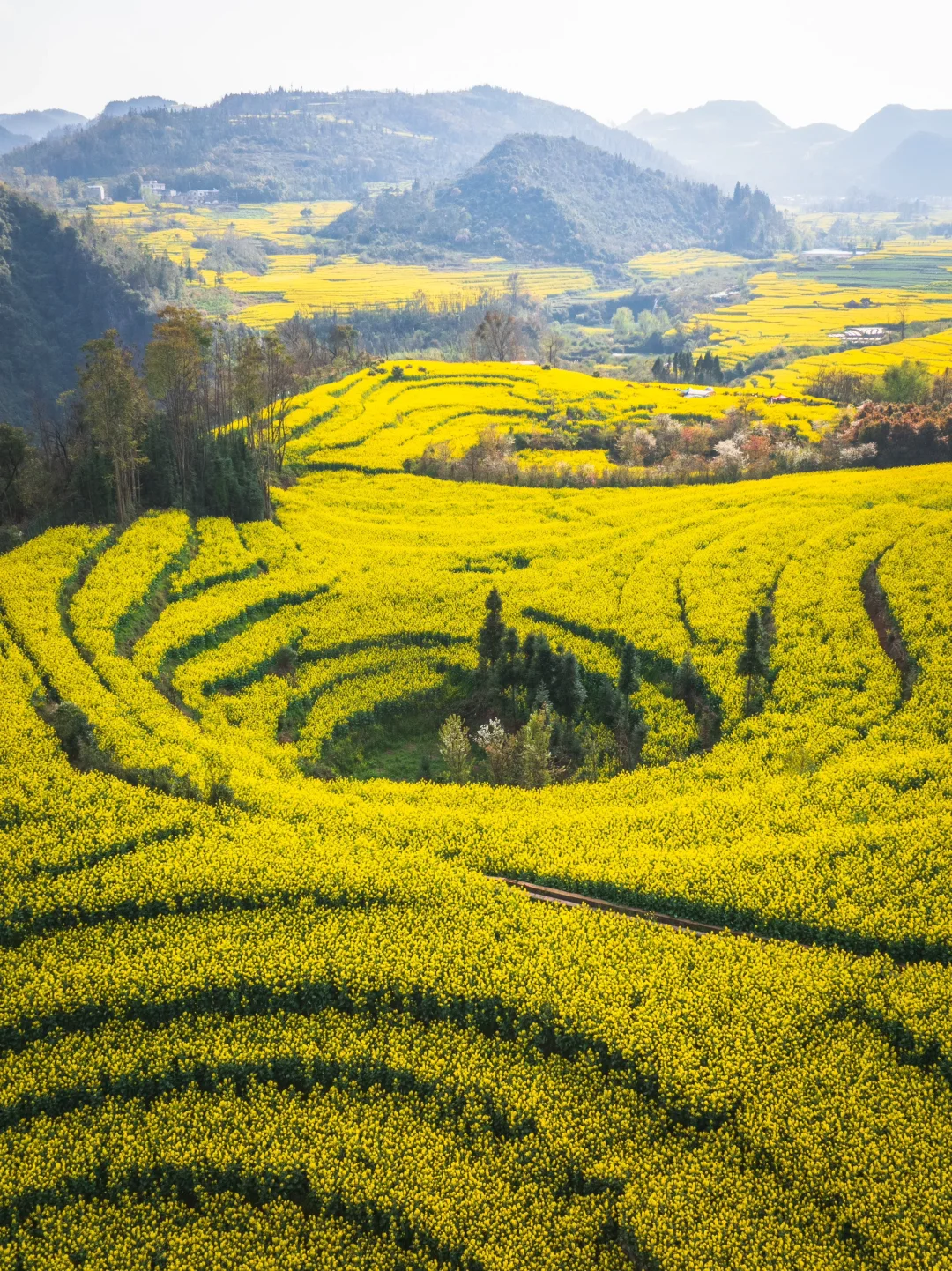 🌼云南罗平的三月，如同闯入画中