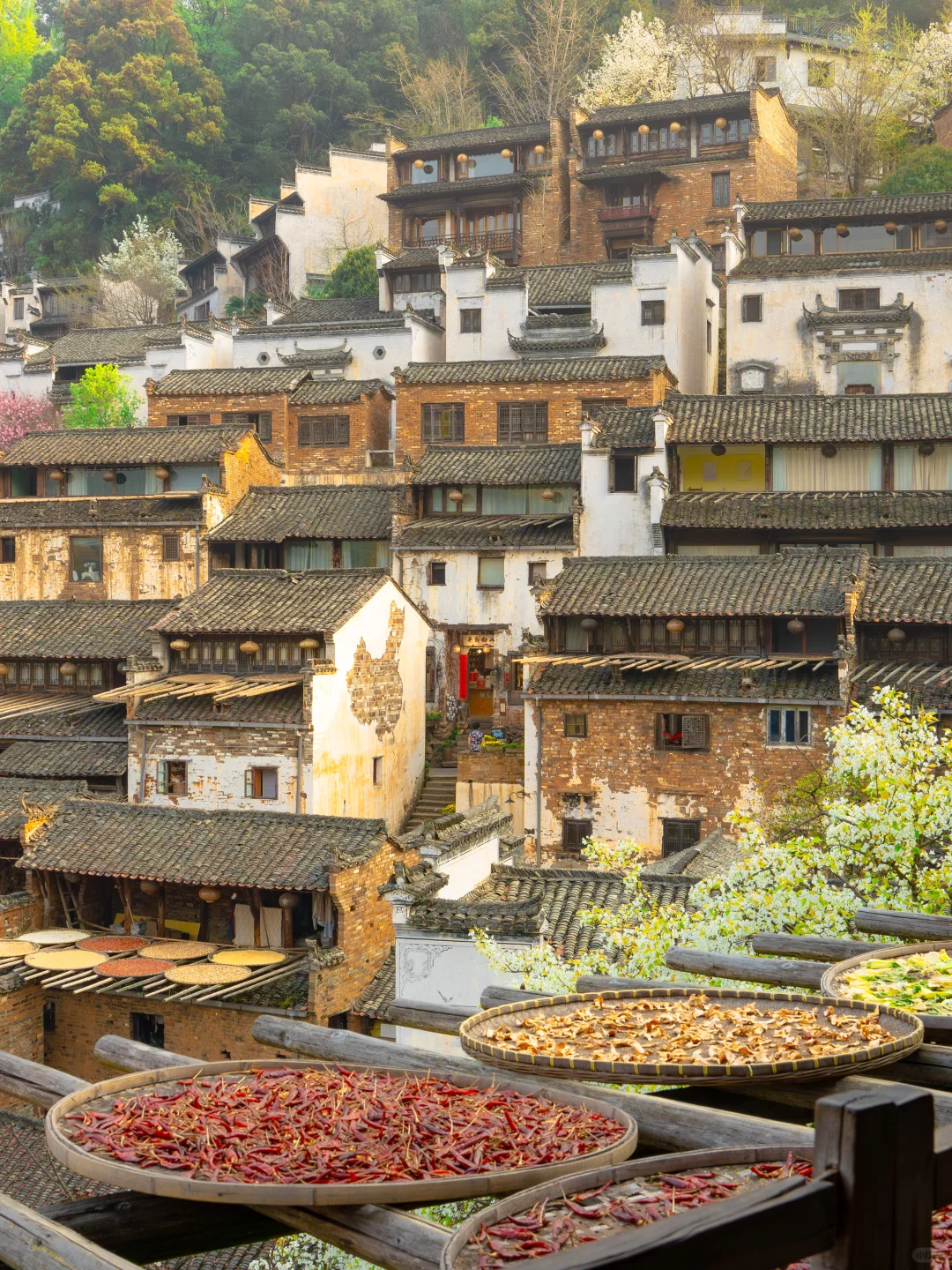 Live实况‼篁岭的春天美到封神！没有平替
