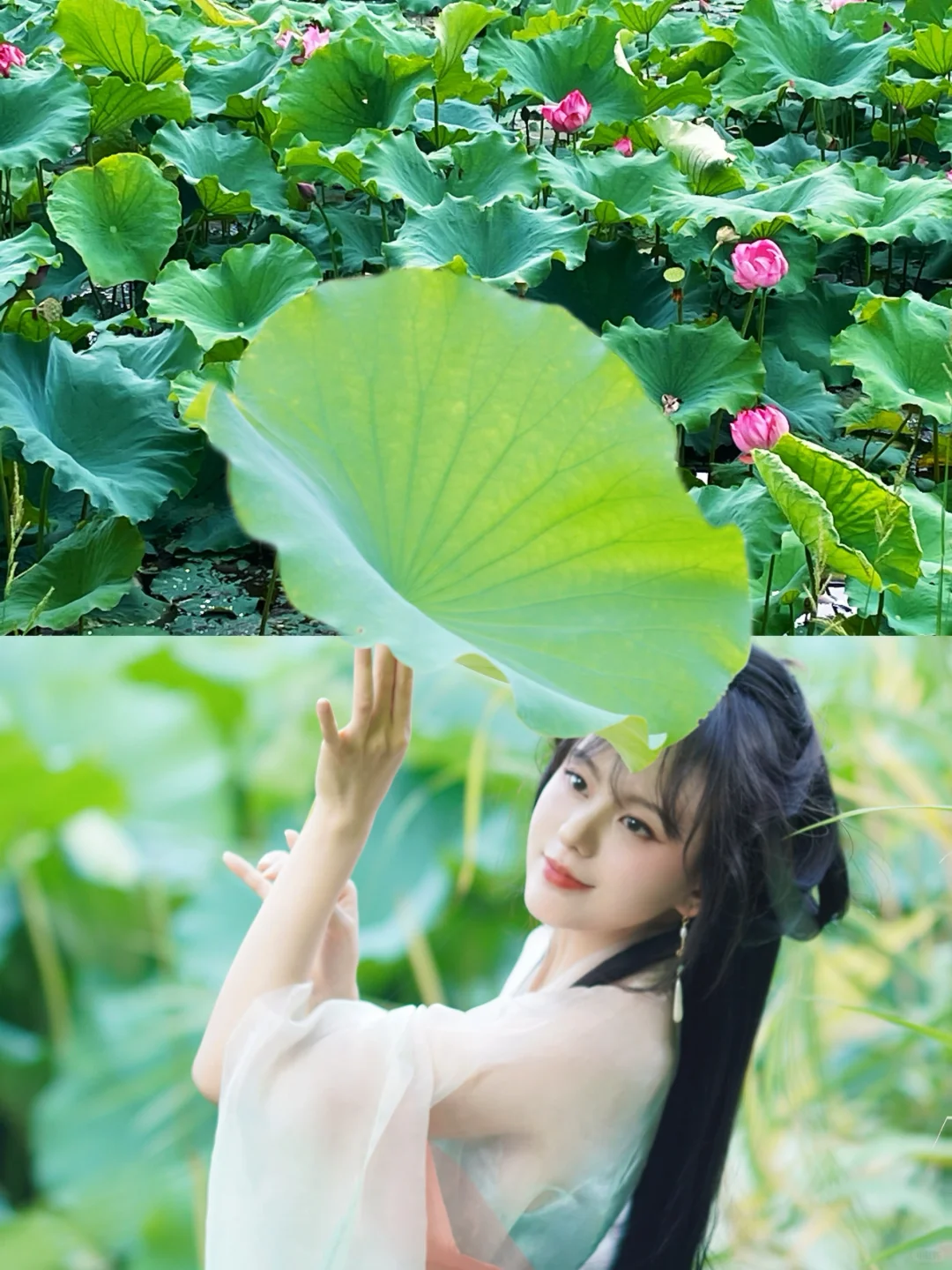 🌸 濮阳｜七大绝美赏花地点·时间全攻略