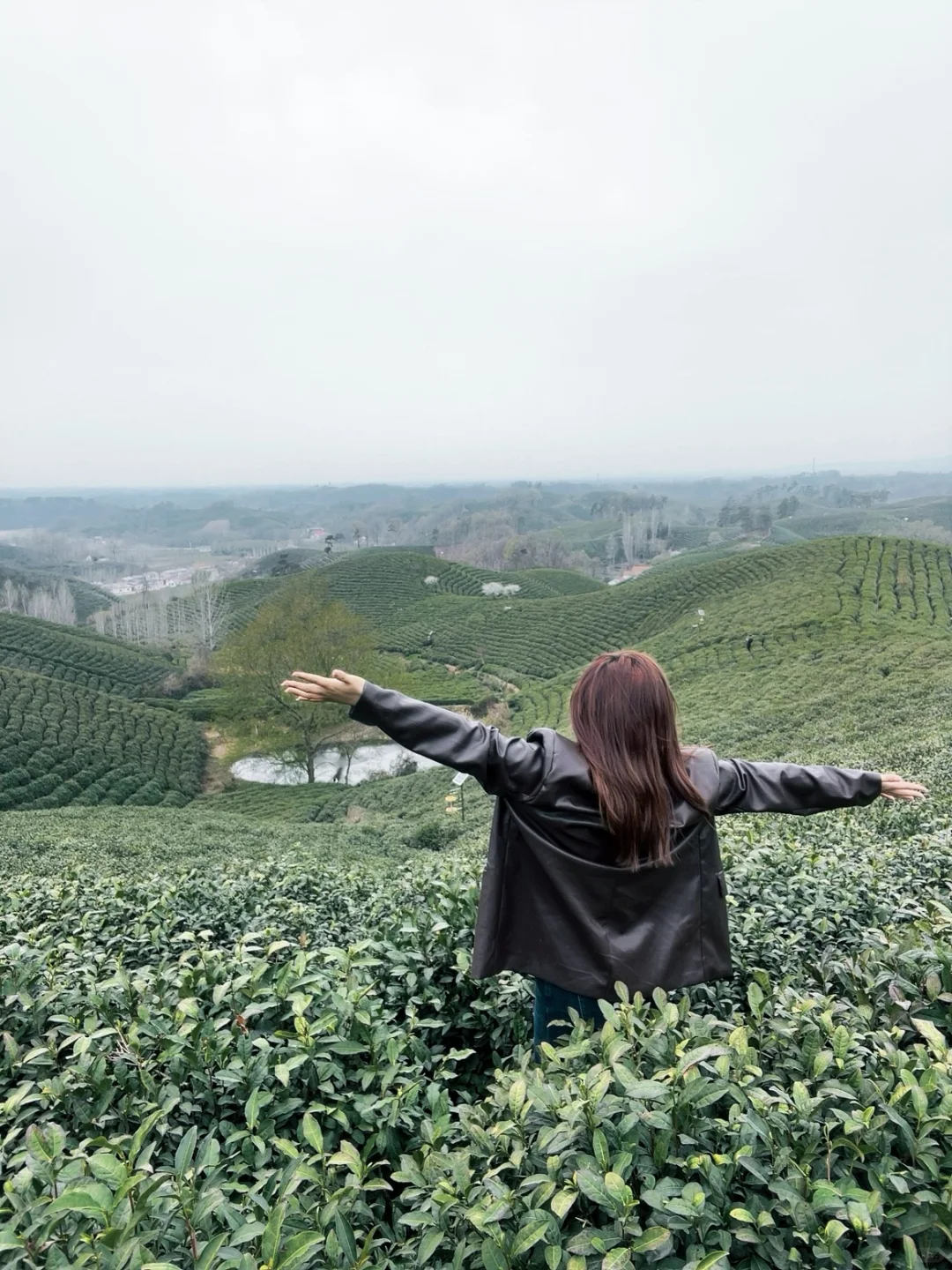 来文新茶村 看中国茶海🍃
