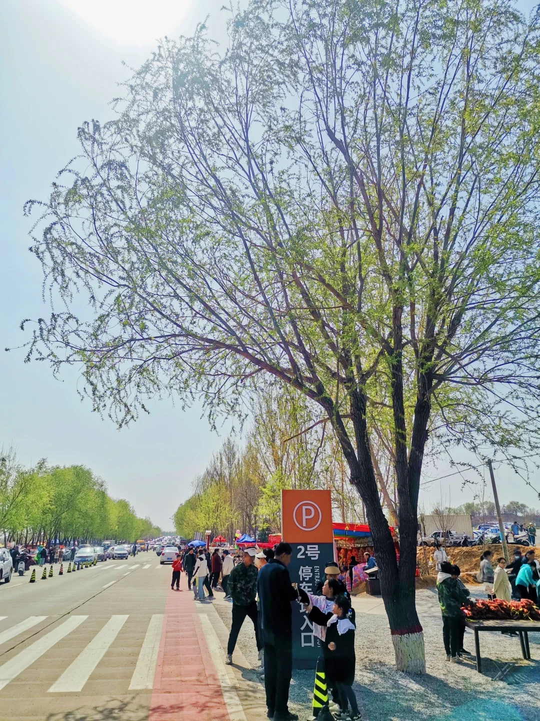 邯郸周边游：金沙河红薯岭万亩油菜花