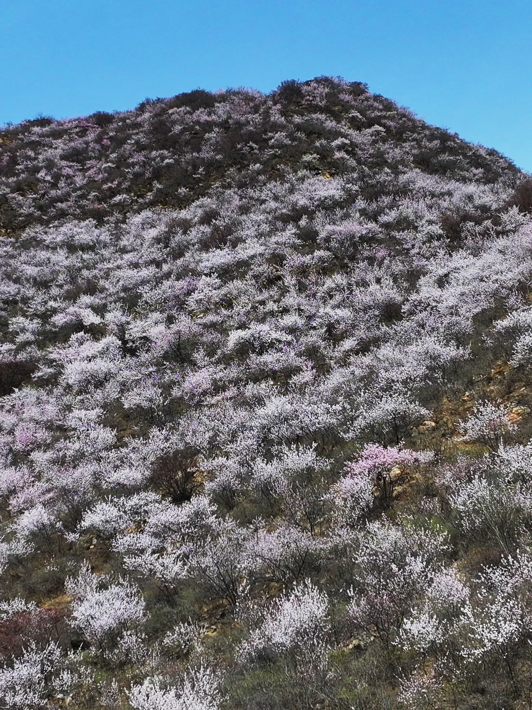3.23实拍 | 在房山，幽岚山深处的桃花源！