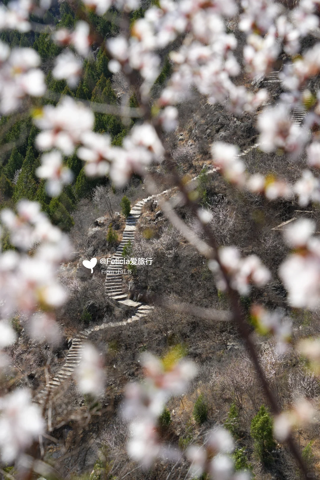 北京中山寺 | 山寺桃花始盛开🌸徒步赏花💯