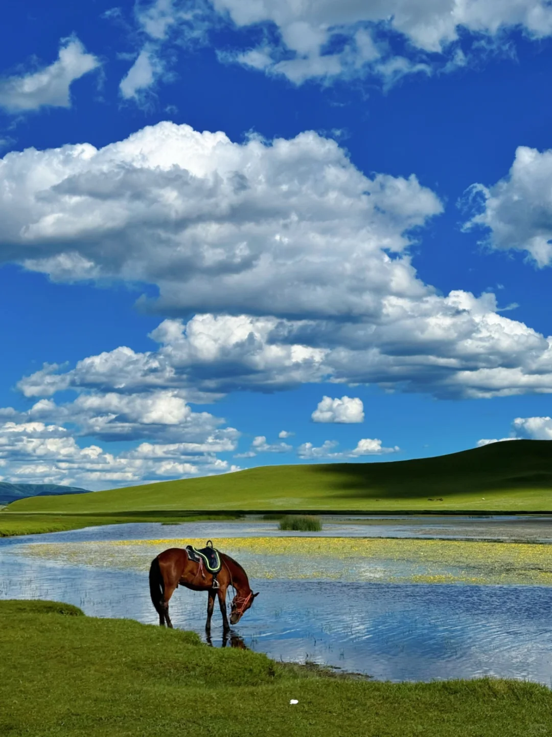 在乌兰布统的夏天，像是做了一场自由的梦～💙