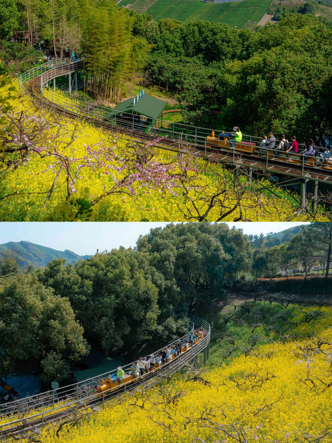 可惜你不来湖州，不知道满坡的花海有多美🌼