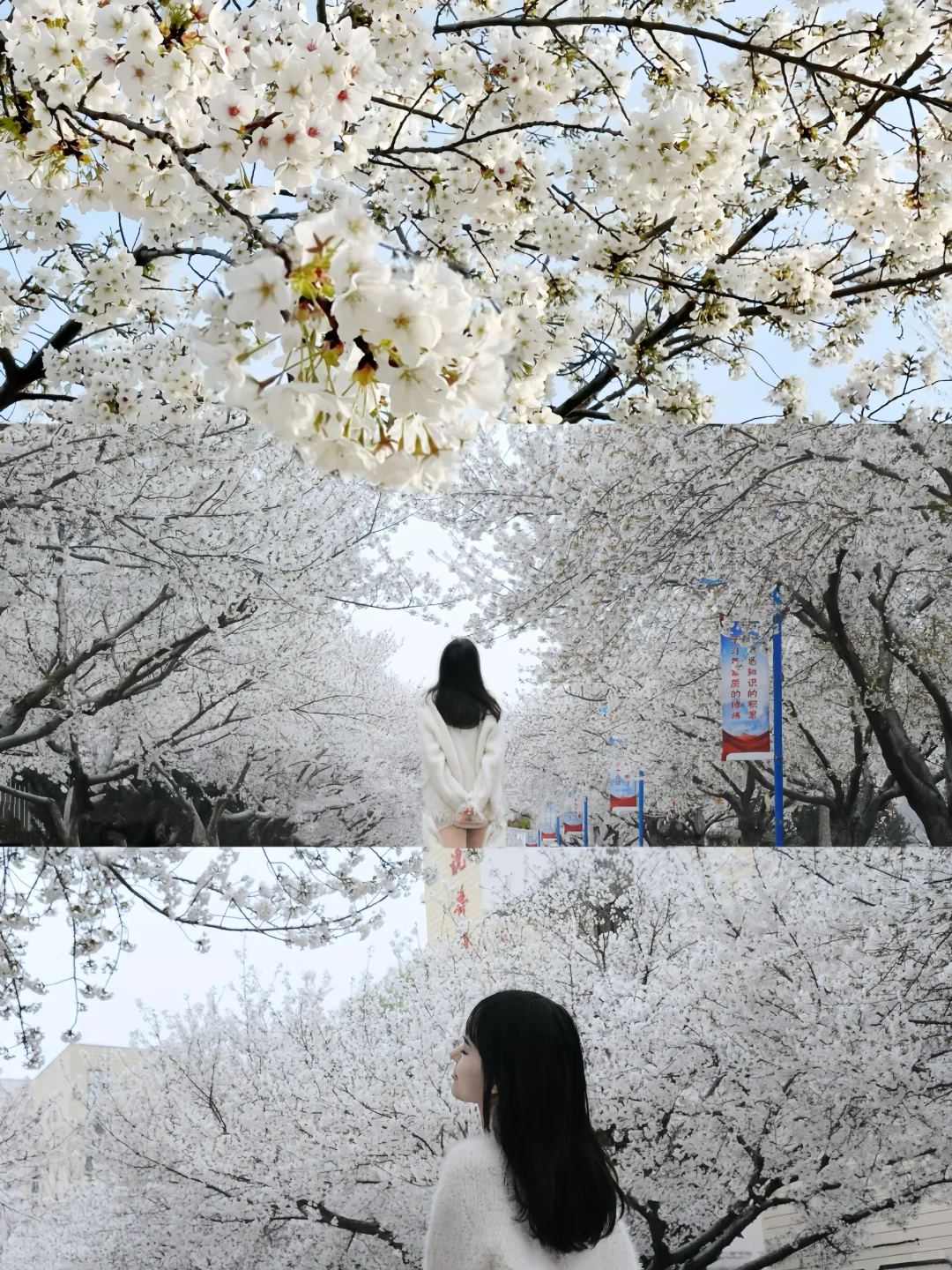 🌸 濮阳｜七大绝美赏花地点·时间全攻略